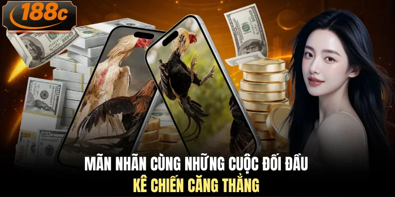 Mãn nhãn cùng những cuộc đối đầu kê chiến căng thẳng 